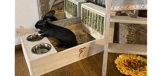Come insegnare al proprio coniglio a utilizzare la lettiera?